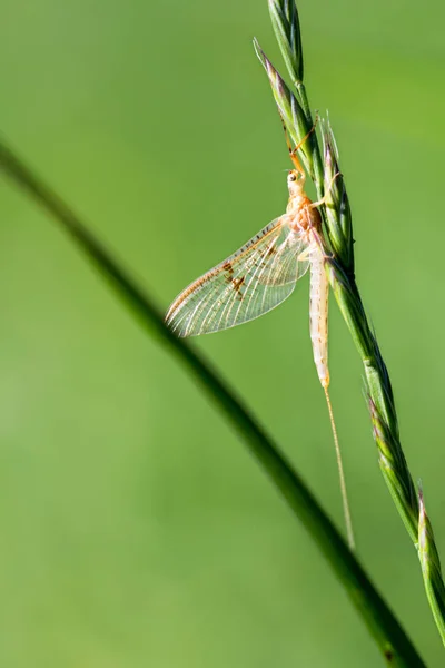 Vit Insekt Sittande Gräset Fältet — Stockfoto