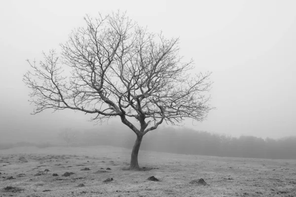 Un árbol en la niebla. Foto en blanco y negro. Foto horizontal —  Fotos de Stock
