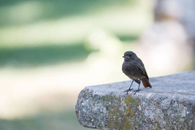 Fotoğrafa poz veren siyah bir kuş.