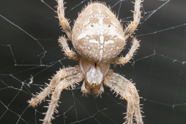 Ev bahçesinde büyük beyaz bir örümcek