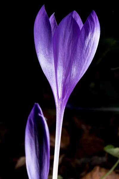 Ett vackert makrofoto av en lila blomma — Stockfoto