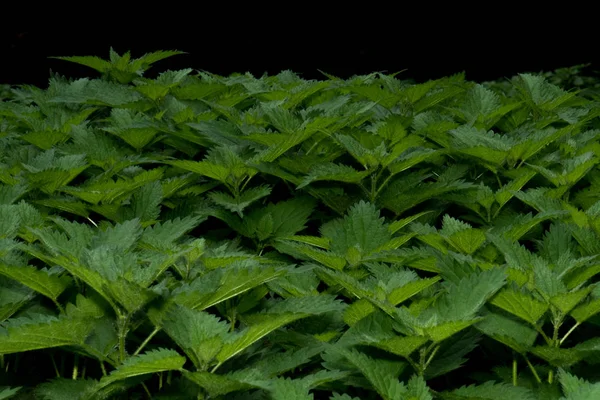 Un grupo de ortigas muy verdes en el bosque — Foto de Stock