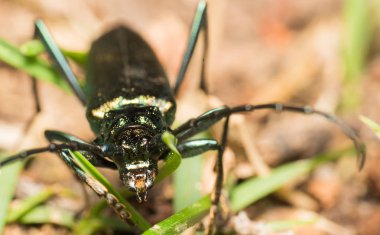 Otların arasında çok parlak yeşil bir böcek.