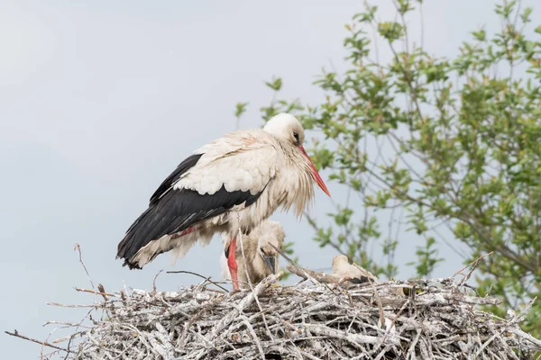 En stor stork som tar seg av ungene sine i redet – stockfoto