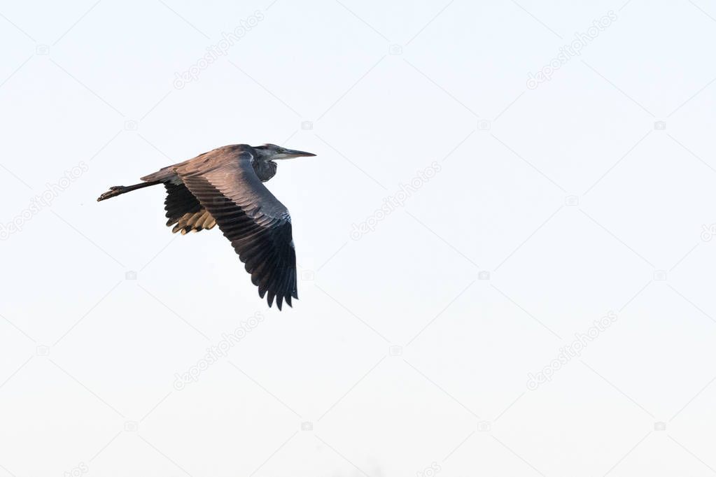 A heron photographed in the air