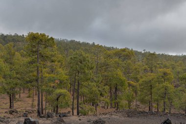 Teide 'deki bir dağın volkanik kayaları arasında birkaç ağaç ve çalı beliriyor.