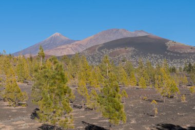 Teide 'deki bir dağın volkanik kayaları arasında birkaç ağaç ve çalı beliriyor.