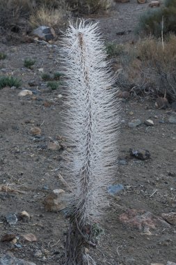 Gri volkanik kum tabanında büyüyen garip küçük beyaz çalı.
