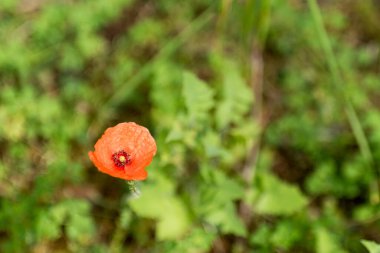 Yeşil otların arasında tek bir kırmızı çiçek. Seçici odak