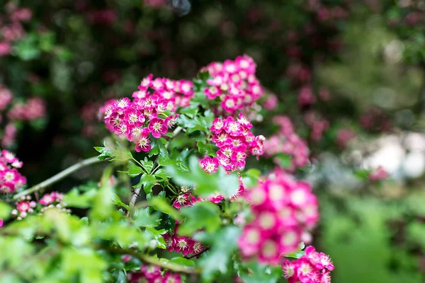 Grupo Flores Rosadas Blancas Arbusto Del Parque Enfoque Selectivo — Foto de Stock