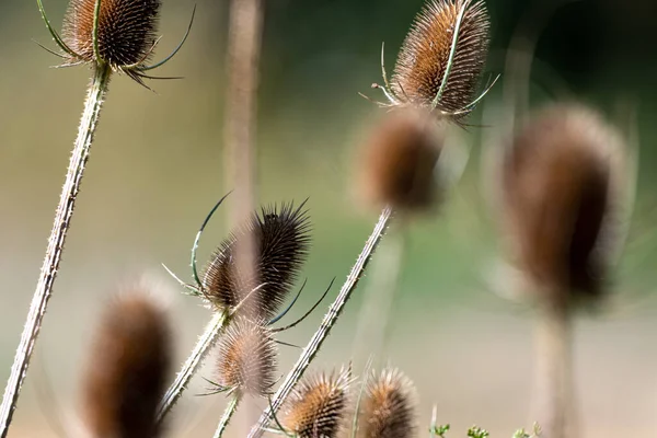 Flor Cardo Seco Com Tons Muito Bonitos Campo Trigo Foco — Fotografia de Stock