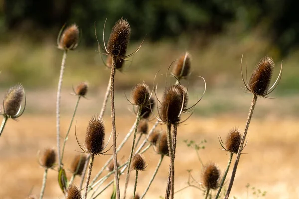 Flor Cardo Seco Com Tons Muito Bonitos Campo Trigo Foco — Fotografia de Stock