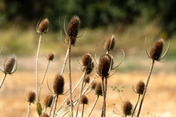 Flor Cardo Seco Com Tons Muito Bonitos Campo Trigo Foco — Fotografia de Stock