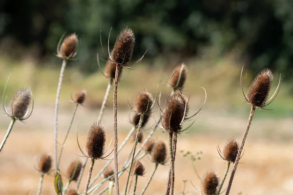 Flor Cardo Seco Com Tons Muito Bonitos Campo Trigo Foco — Fotografia de Stock