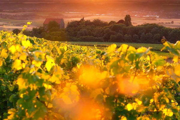 Beautiful vineyard in Germany in city Cleebronn