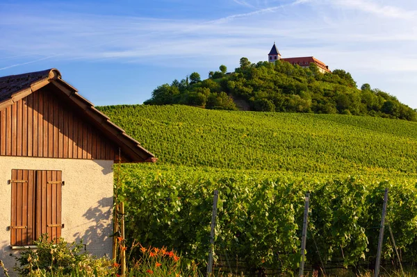 Beautiful vineyard in Germany in city Cleebronn