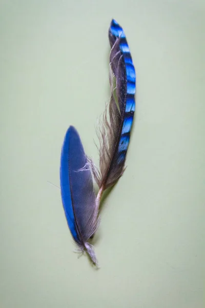 Bayağı alakarga eşarplı Magpie Azure kanatlı