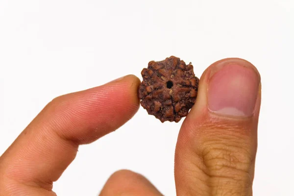 Rudraksha Pärla Frö Mellan Fingrarna Vit — Stockfoto