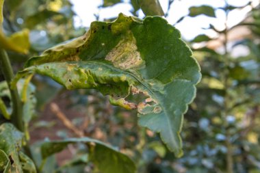 Limon ağacı yaprakları ve portakal narenciye Leafminer hasar
