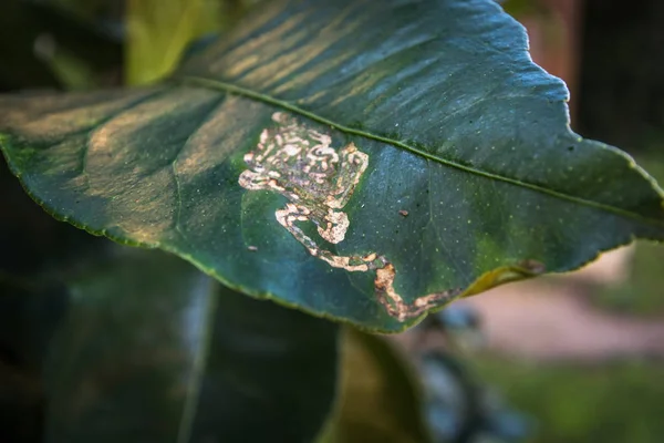Limon ağacı yaprakları ve portakal narenciye Leafminer hasar