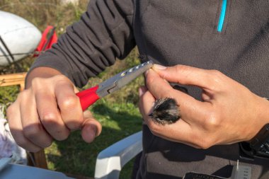 Uzun kuyruklu baştankara Tarsus üzerinde bilimsel araştırma halka koyarak kuş zil