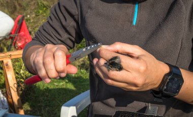 Uzun kuyruklu baştankara Tarsus üzerinde bilimsel araştırma halka koyarak kuş zil