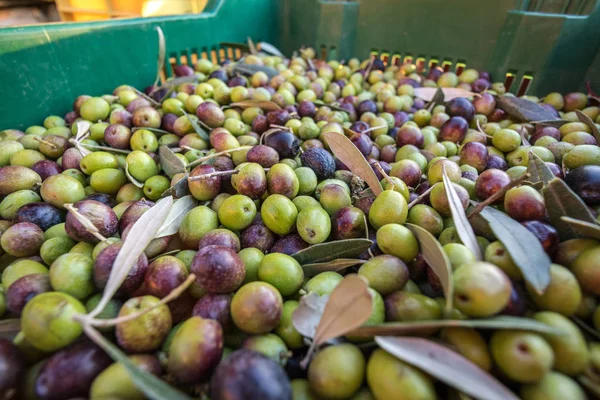 Zeytin İtalyanca organik çiftlik yakın ups üzerinden tam hasat ile sepetleri