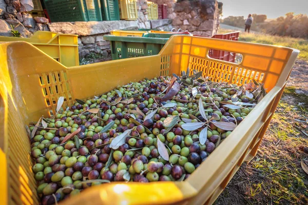 Zeytin İtalyanca organik çiftlik yakın ups üzerinden tam hasat ile sepetleri