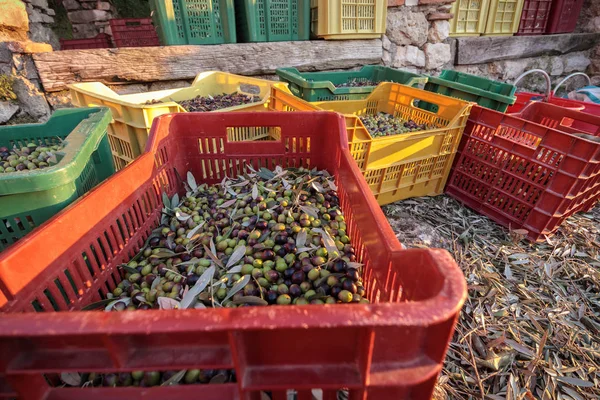 Zeytin İtalyanca organik çiftlik yakın ups üzerinden tam hasat ile sepetleri