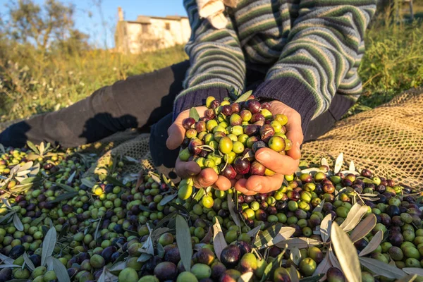 Hasat zeytin iin eller yakın İtalyan grupta çalışan makro yukarıda