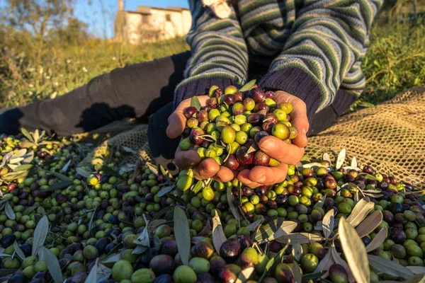 Aceitunas Cosechadas Iin Hand Close Macro Trabajando Granja Italiana — Foto de Stock