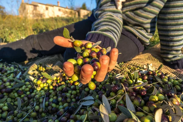 Hasat zeytin iin eller yakın İtalyan grupta çalışan makro yukarıda