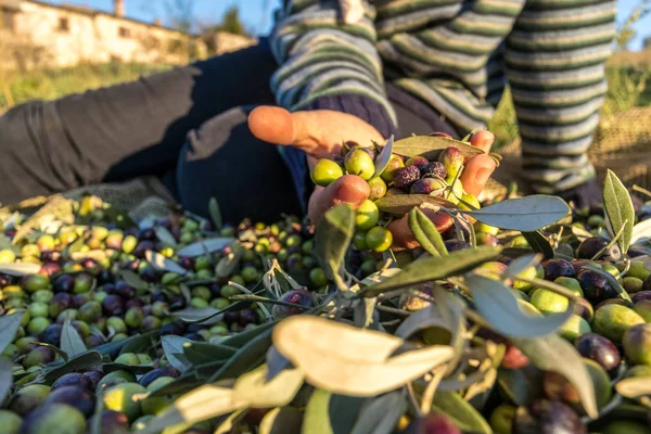Høstet Oliven Iin Hånd Tæt Makro Arbejder Italiensk Gård - Stock-foto