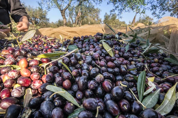 Close up of picked olives from Harvest In Italy with people Working