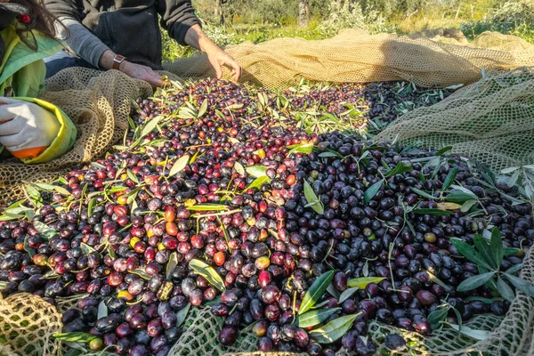 Yakın kadar çekilen zeytin hasat yılında İtalya'dan kişi ile çalışma