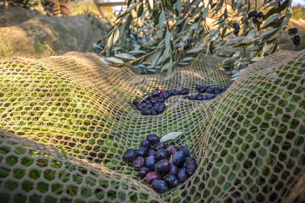 Kadar yakın, karanlık ve olgun zeytin hasat dan aldım