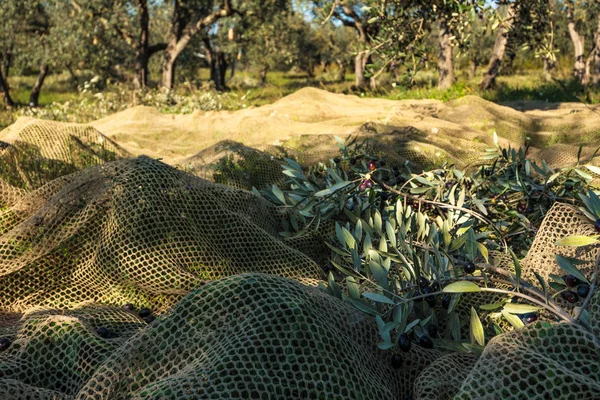 Ramas Olivos Red Para Recolección Aceitunas Durante Cosecha Italia — Foto de Stock