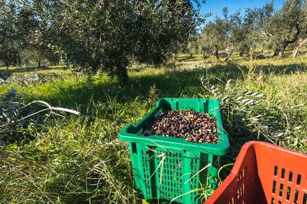 Kurv Fuld Indsamlede Oliven Italienske Frugthave - Stock-foto