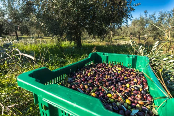 Kurv Fuld Indsamlede Oliven Italienske Frugthave Tæt - Stock-foto