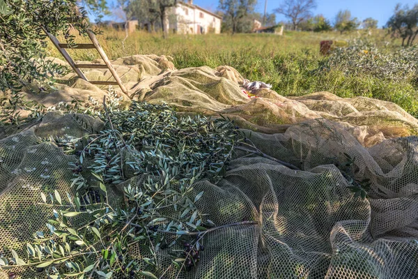 Oliven Høst Italiensk Oliventræ Plantning Grene Net - Stock-foto