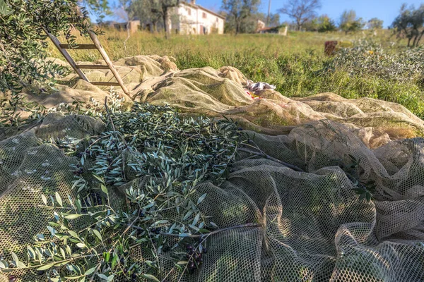 Cosecha Aceitunas Ramas Italianas Plantación Olivos Red — Foto de Stock