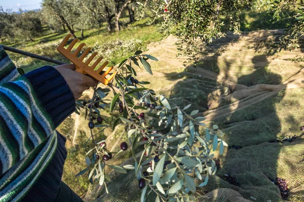 Person Picking Oliven Med Rive Fra Oliventræ Grene - Stock-foto