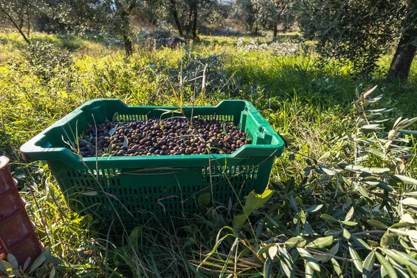 Kurv Fuld Indsamlede Oliven Italienske Frugthave - Stock-foto