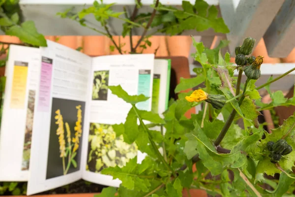 Identifying wild flower with botany field guide