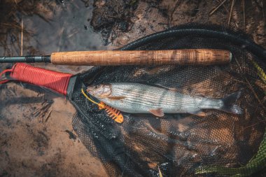 Nehir suyunda Grayling. Uç balık ve tenkara..