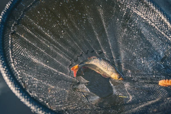 Chub Fångas Med Flugfiske Tenkara Ordförande — Stockfoto