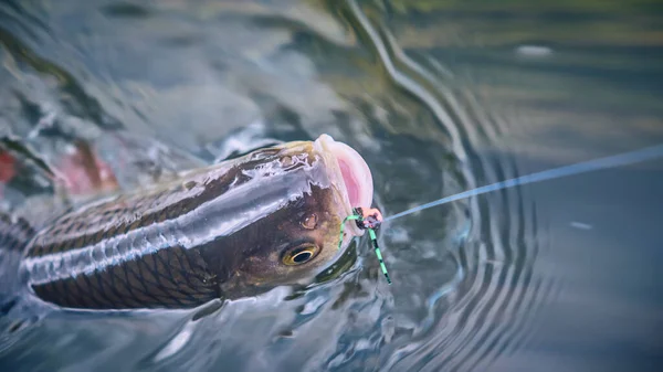 Cavedano Catturato Dalla Pesca Mosca Tenkara — Foto Stock