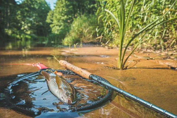 Γκρέιλινγκ Πιάστηκε Στα Πράσα Tenkara Και Ψάρεμα Μύγας — Φωτογραφία Αρχείου