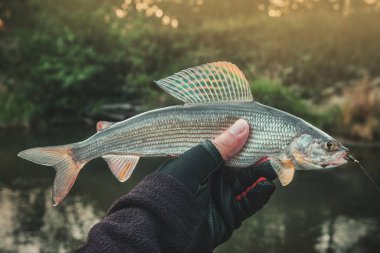 Balıkçı elinde bir gri tutuyordu..