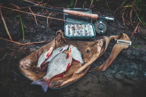 Leme Apanhado Numa Pesca Com Mosca — Fotografia de Stock